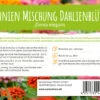 Wiesenblume Zinnien Mischung Dahlienblütig (100 G) | Zinniensamen Von FLORTUS