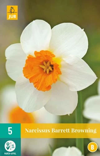 Narzisse Barrett Browning (5 Stück) | Narzissenzwiebeln Von Jub Holland -Angebote Samenhaus Store 559773 Narzisse Barrett Browning 5 Stueck 306515 jb 0