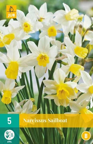 Narzisse Sailboat (5 Stück) | Narzissenzwiebeln Von Jub Holland 1 Narzisse Sailboat (5 Stück) | Narzissenzwiebeln Von Jub Holland