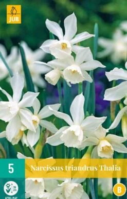 Narzisse Triandrus Thalia (5 Stück) | Narzissenzwiebeln Von Jub Holland