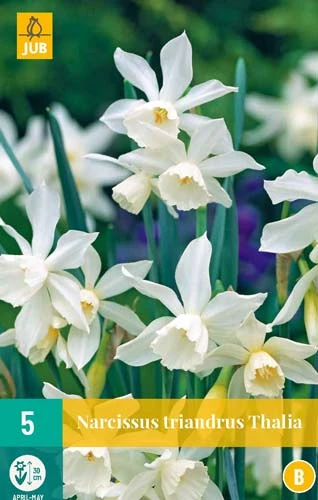 Narzisse Triandrus Thalia (5 Stück) | Narzissenzwiebeln Von Jub Holland -Angebote Samenhaus Store 559789 Narzisse triandrus Thalia 5 Stueck 306979 jb 0
