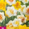 Narzisse Dubbel Mix (15 Stück) | Narzissenzwiebeln Von Jub Holland