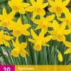 Narzisse February Gold (20 Stück) | Narzissenzwiebeln Von Jub Holland