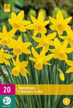 Narzisse February Gold (20 Stück) | Narzissenzwiebeln Von Jub Holland