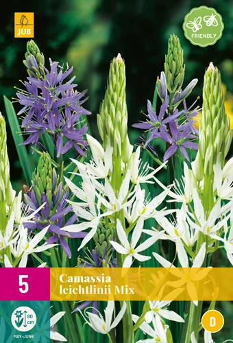 Blaue Prärielilie Mix (5 Stück) | Prärielilien Von Jub Holland 1 Blaue Prärielilie Mix (5 Stück) | Prärielilien Von Jub Holland
