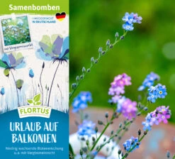 Samenbomben Urlaub Auf Balkonien (6 Stück) | Blumensamenmischung Von FLORTUS -Angebote Samenhaus Store 562167 Samenbomben Urlaub auf Balkonien 6 Stueck 2000 1058 2