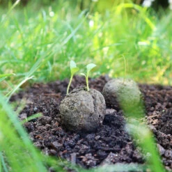 Samenbomben Urlaub Auf Balkonien (6 Stück) | Blumensamenmischung Von FLORTUS -Angebote Samenhaus Store 562167 Samenbomben Urlaub auf Balkonien 6 Stueck 2000 1058 6