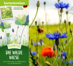 Samenbomben Die Wilde Wiese (6 Stück) | Wildblumenwiese Von FLORTUS 10 Samenbomben Die Wilde Wiese (6 Stück) | Wildblumenwiese Von FLORTUS -Angebote Samenhaus Store 562168 Samenbomben Die wilde Wiese 6 Stueck 2000 1059 2