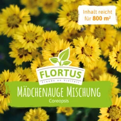 Wiesenblume Mädchenauge (100 G) | Mädchenaugensamen Von FLORTUS 6 Wiesenblume Mädchenauge (100 G) | Mädchenaugensamen Von FLORTUS -Angebote Samenhaus Store 562290 Wiesenblume Maedchenauge 100 g 2000 0880 2 1