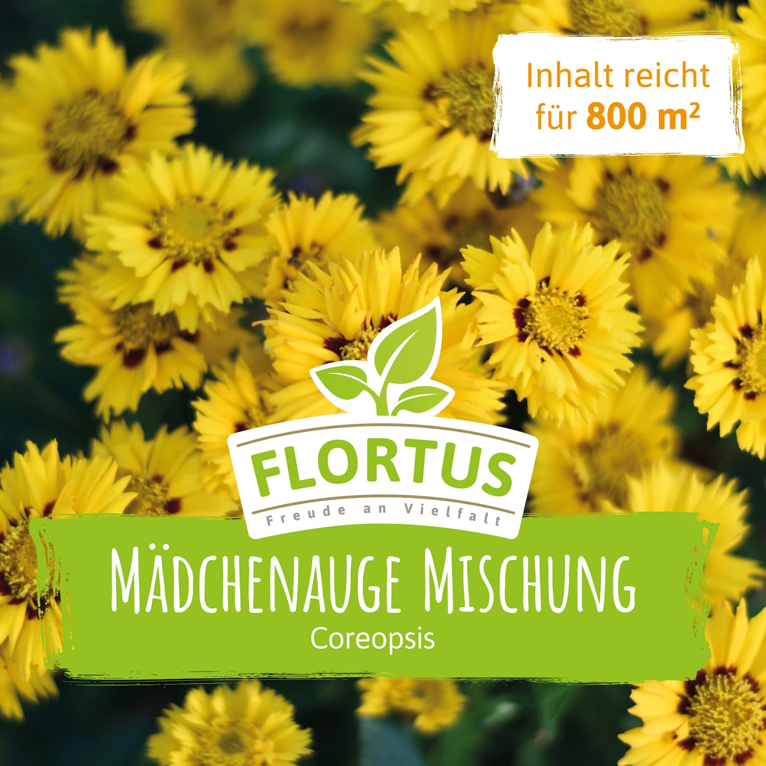 Wiesenblume Mädchenauge (100 G) | Mädchenaugensamen Von FLORTUS 3 Wiesenblume Mädchenauge (100 G) | Mädchenaugensamen Von FLORTUS – Bild 3