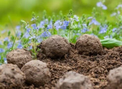 Samenbomben Set (8 Päckchen) | Blumensamenmischung Von FLORTUS -Angebote Samenhaus Store 562498 Samenbomben Set 8 Paeckchen 2000 2367 6 1