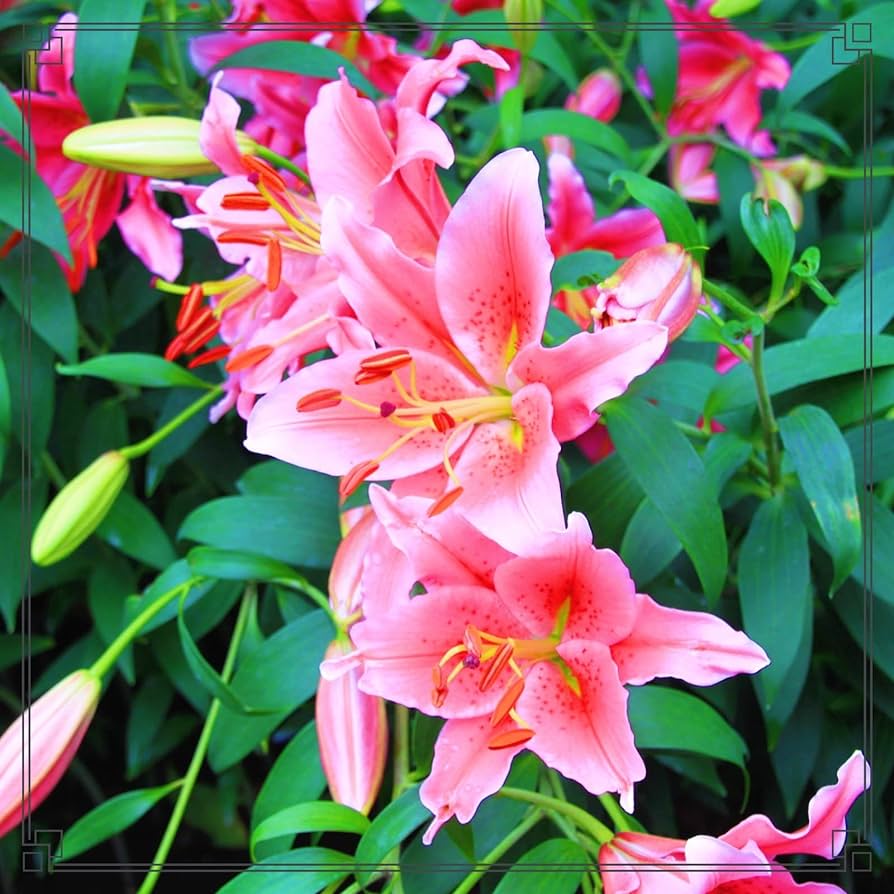 Angebote Samenhaus Store -Angebote Samenhaus Store